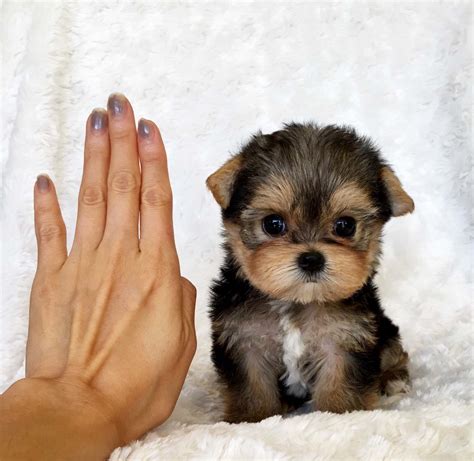 teacup yorkie puppies for sale in illinois|teacup puppy breeders in illinois.